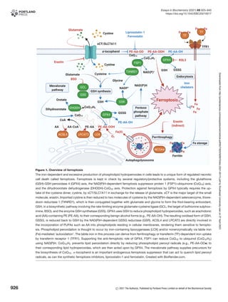 Ferroptosis and NRF2 an emerging battlefield in the neurodegeneration ...