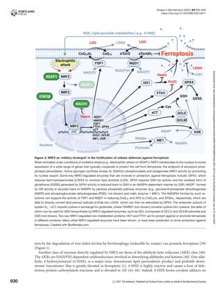 Ferroptosis and NRF2 an emerging battlefield in the neurodegeneration ...