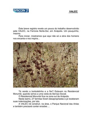 VALEC
Este breve registro revela um pouco do trabalho desenvolvido
pela VALEC, na Ferrovia Norte-Sul, em Anápolis. Um pouquinho,
mesmo.
Para iniciar, mostramos que aqui não só a obra dos homens
nos encanta e nos inspira...
Tá vendo a borboletinha e a flor? Estavam no Residencial
Morumbi, quando íamos a uma visita do Serviço Social.
O Residencial Morumbi fica na zona sul de Anápolis.
Neste bairro, 27 famílias foram desapropriadas e já receberam
suas indenizações, por isto.
A VALEC irá construir, na área, o Parque Nacional das Antas
e também precisará conter erosões ...
 