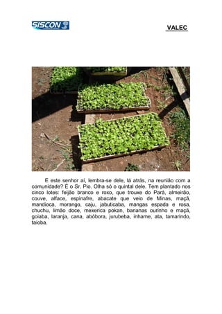 VALEC
E este senhor aí, lembra-se dele, lá atrás, na reunião com a
comunidade? É o Sr. Pio. Olha só o quintal dele. Tem plantado nos
cinco lotes: feijão branco e roxo, que trouxe do Pará, almeirão,
couve, alface, espinafre, abacate que veio de Minas, maçã,
mandioca, morango, caju, jabuticaba, mangas espada e rosa,
chuchu, limão doce, mexerica pokan, bananas ourinho e maçã,
goiaba, laranja, cana, abóbora, jurubeba, inhame, ata, tamarindo,
taioba.
 