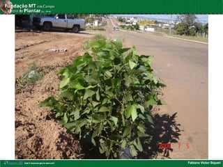 Fabiano Victor Siqueri
 