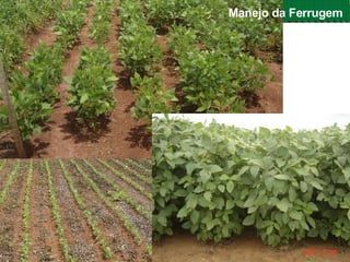 Fabiano Victor Siqueri
Manejo da Ferrugem
 