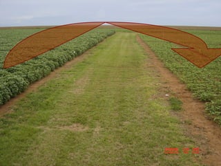 Fabiano Victor Siqueri
 