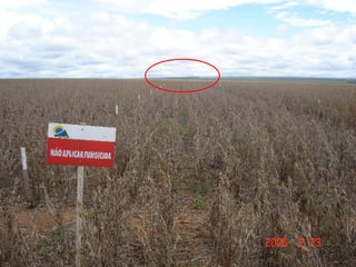 Fabiano Victor Siqueri
 