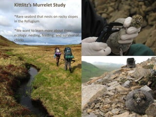 Kittlitz’s Murrelet Study

*Rare seabird that nests on rocky slopes
in the Refugium

*We want to learn more about their
ecology: nesting, feeding, and survival of
chicks
 