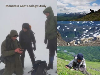 Mountain Goat Ecology Study
 