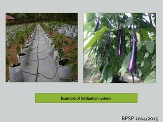 Normal Fertigation Fertigation system | PPT
