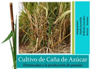 Cultivo de Caña de Azúcar
(Destinadas a la producción de panela)
Integrantes:
•OdalisJaramillo
•WilfredoGonzález
•KerrynSerrano
 