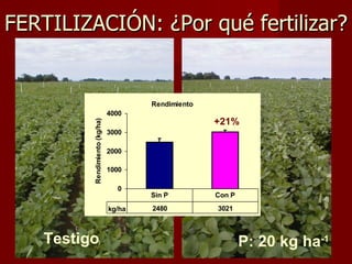 Testigo P: 20 kg ha -1 FERTILIZACIÓN: ¿Por qué fertilizar? +21% 