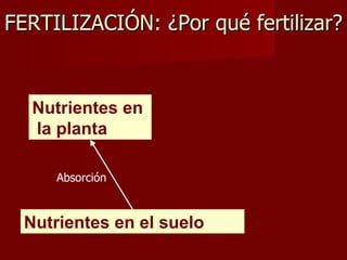 Nutrientes en el suelo FERTILIZACIÓN: ¿Por qué fertilizar? Nutrientes en la planta Absorción 