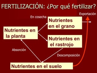 Nutrientes en el suelo FERTILIZACIÓN: ¿Por qué fertilizar? Nutrientes en la planta Absorción En cosecha Nutrientes  en el grano Nutrientes en el rastrojo Descomposición Exportación 