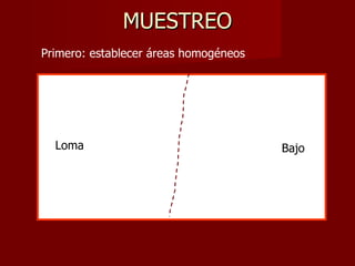MUESTREO Loma Loma Bajo Primero: establecer áreas homogéneos 