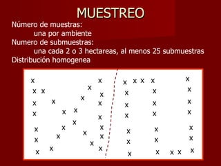 MUESTREO Loma Bajo Número de muestras:  una por ambiente Numero de submuestras:  una cada 2 o 3 hectareas, al menos 25 submuestras Distribución homogenea Loma x x x x x x x x x x x x x x x x x x x x x x x x x x x x x x x x x x x x x x x x x x x x x x x x x x x 