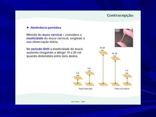 Fertilidade