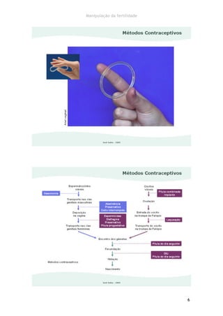Manipulação da fertilidade




                             6
 