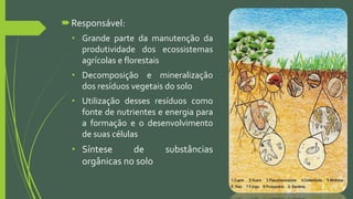 Responsável:
• Grande parte da manutenção da
produtividade dos ecossistemas
agrícolas e florestais
• Decomposição e mineralização
dos resíduos vegetais do solo
• Utilização desses resíduos como
fonte de nutrientes e energia para
a formação e o desenvolvimento
de suas células
• Síntese de substâncias
orgânicas no solo
 