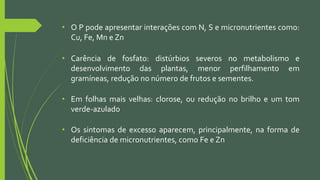 • O P pode apresentar interações com N, S e micronutrientes como:
Cu, Fe, Mn e Zn
• Carência de fosfato: distúrbios severos no metabolismo e
desenvolvimento das plantas, menor perfilhamento em
gramíneas, redução no número de frutos e sementes.
• Em folhas mais velhas: clorose, ou redução no brilho e um tom
verde-azulado
• Os sintomas de excesso aparecem, principalmente, na forma de
deficiência de micronutrientes, como Fe e Zn
 