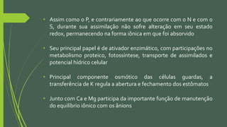 • Assim como o P, e contrariamente ao que ocorre com o N e com o
S, durante sua assimilação não sofre alteração em seu estado
redox, permanecendo na forma iônica em que foi absorvido
• Seu principal papel é de ativador enzimático, com participações no
metabolismo proteico, fotossíntese, transporte de assimilados e
potencial hídrico celular
• Principal componente osmótico das células guardas, a
transferência de K regula a abertura e fechamento dos estômatos
• Junto com Ca e Mg participa da importante função de manutenção
do equilíbrio iônico com os ânions
 