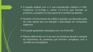  A ligação estável com o C nos aminoácidos cisteína (-C-SH),
metionina (-C-S-CH3) e cistina (-C-S-S-C) que formam as
proteínas, compõem a maior parte do S contido nas plantas
 Quando o fornecimento de sulfato é grande, sua absorção pode
ser mais rápida que sua redução e assimilação em compostos
orgânicos
 O S pode apresentar interações com o N, P, B e Mo
 Plantas deficientes em S tornam-se cloróticas devido a redução
da biossíntese de proteínas que formam complexos com a
clorofila nos cloroplastos
 