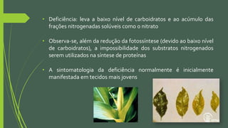 • Deficiência: leva a baixo nível de carboidratos e ao acúmulo das
frações nitrogenadas solúveis como o nitrato
• Observa-se, além da redução da fotossíntese (devido ao baixo nível
de carboidratos), a impossibilidade dos substratos nitrogenados
serem utilizados na síntese de proteínas
• A sintomatologia da deficiência normalmente é inicialmente
manifestada em tecidos mais jovens
 