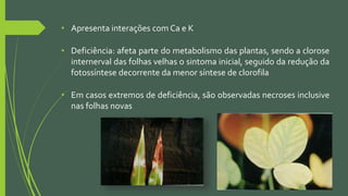 • Apresenta interações com Ca e K
• Deficiência: afeta parte do metabolismo das plantas, sendo a clorose
internerval das folhas velhas o sintoma inicial, seguido da redução da
fotossíntese decorrente da menor síntese de clorofila
• Em casos extremos de deficiência, são observadas necroses inclusive
nas folhas novas
 