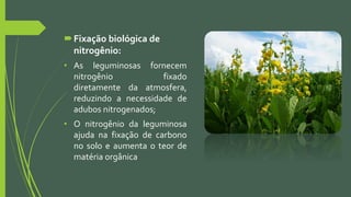 Fixação biológica de
nitrogênio:
• As leguminosas fornecem
nitrogênio fixado
diretamente da atmosfera,
reduzindo a necessidade de
adubos nitrogenados;
• O nitrogênio da leguminosa
ajuda na fixação de carbono
no solo e aumenta o teor de
matéria orgânica
 
