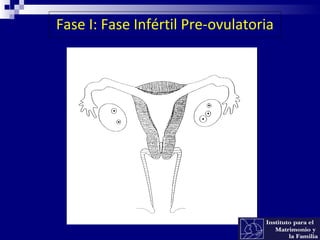 Fase I: Fase Infértil Pre-ovulatoria
 