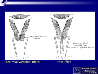 Fase relativamente infértil Fase fértil
 