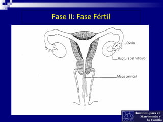 Fase II: Fase Fértil
 