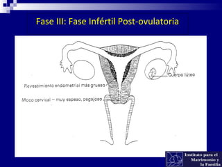 Fase III: Fase Infértil Post-ovulatoria
 