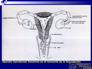 Aparato reproductor femenino en el momento de la fecundación
 