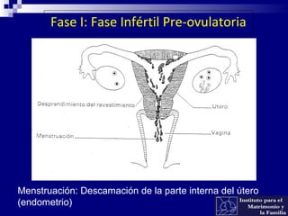 Menstruación: Descamación de la parte interna del útero
(endometrio)
Fase I: Fase Infértil Pre-ovulatoria
 