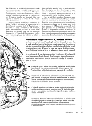 Las floraciones no tóxicas de algas también están               las pesquerías de la región todos los años. Aquí, tam-
aumentando. Aunque estas algas no producen nin-                 bién, el nitrógeno es el factor clave (aunque las cargas
gún veneno, consumen la mayor parte del oxígeno                 crecientes de fósforo y sílice también alimentan a las
disponible en el agua al descomponerse. Las “zonas              algas). La mayor parte del nitrógeno proviene de las
muertas” resultantes—áreas donde las concentracio-              aguas residuales y de las actividades agrícolas
nes de oxígeno disuelto son demasiado bajas para                    Pero las actividades ganaderas y las aguas residua-
soportar la mayoría de las formas de vida—pueden                les no son los únicos componentes del ciclo del nitró-
durar durante meses.                                            geno que promueven las mareas rojas. En el Mar
    Las floraciones de algas no sólo se producen en             Báltico, el exceso de nitrógeno viene de las emisiones
China. Quizás el más famoso de estos eventos es la              de combustibles fósiles. Más de un tercio del nitró-
floración recur rente en el Golfo de México, frente a           geno que entra en el Mar consiste en óxidos de nitró-
las costas de Texas y Louisiana. Casi cada primavera,           geno generados por la combustión del carbón y el
y cada vez más en otras estaciones, se forman nubes             petróleo en los países circundantes. El Báltico es un
espesas de algas en estas aguas. La zona muerta es              ambiente natural bajo en nitrógeno que soporta una
inmensa—en 1999 cubrió 18.000 kilómetros cuadra-                única comunidad de organismos adaptado a esas cir-
dos—y ocasiona pérdidas por millones de dólares a               cunstancias. Pero al aumentar los niveles de nitróge-


                              Cuando se fija el nitrógeno atmosférico (N2) inerte de la atmósfera, se
                              convierte en un nutriente esencial para las plantas. Pero demasiado nitrógeno fija-
                              do puede perjudicar funciones fisiológicas y ecológicas esenciales. En condiciones
                              naturales, la cantidad de nitrógeno fijado es limitada. En tierra, la fijación la reali-
                              zan sólo ciertos microbios del suelo y los rayos, que separan el nitrógeno del oxí-
                              geno. (El nitrógeno también se fija en los océanos por algunos tipos de plancton.)

                              La parte izquierda de este diagrama muestra el ciclo terrestre del nitrógeno tal
                              como funciona naturalmente. La parte derecha muestra algunas de las mane-
                              ras en las que las actividades humanas aumentan la cantidad de nitrógeno
                              fijado en el ciclo:



                                       La quema de carbón y petróleo emite nitrógeno que fue fijado de forma natural
                                       hace millones de años, cuando estos combustibles fósiles eran plantas vivas.
                                       Parte del nitrógeno se fija directamente, como subproducto de la combustión.



                                        La producción de fertilizantes fija artificialmente una gran cantidad de nitró -
                                        geno adicional. La mayor parte se libera en el medio ambiente, ya sea direc -
                                        tamente, cuando se aplican los fertilizantes a los cultivos, o indirectamente,
                                        en el estiércol alimentado con cereales fertilizados.



                                        El cultivo de leguminosas, que crecen en estrecha asociación con microbios
                                        que fijan el nitrógeno, emplea un mecanismo natural de fijación del nitróge -
                                        no, pero a una escala que es antinaturalmente grande, porque se produce en
                                        extensos monocultivos.



                                        Finalmente, la destrucción de bosques y zonas húmedas (no mostradas aquí),
                                        no añade nitrógeno en su conjunto al ciclo, pero emite grandes cantidades
                                        de nitrógeno fijado tras un largo confinamiento en los ecosistemas.
                                        ILUSTRACIÓN DE MICHAEL ROTHMAN, CORTESÍA DE LARS HEDIN, DEPAR TAMENTO DE ECOLOGÍA Y BIOLOGÍA EVOLUTI -
                                        VA, UNIVERSIDAD DE CORNELL


                                                                                                                                                        3

                                                                                                                       WORLD•WATCH               2001   45
 