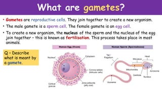 Gamete Table Fertilisation-and-implantation-PPT.pptxp | PPTX