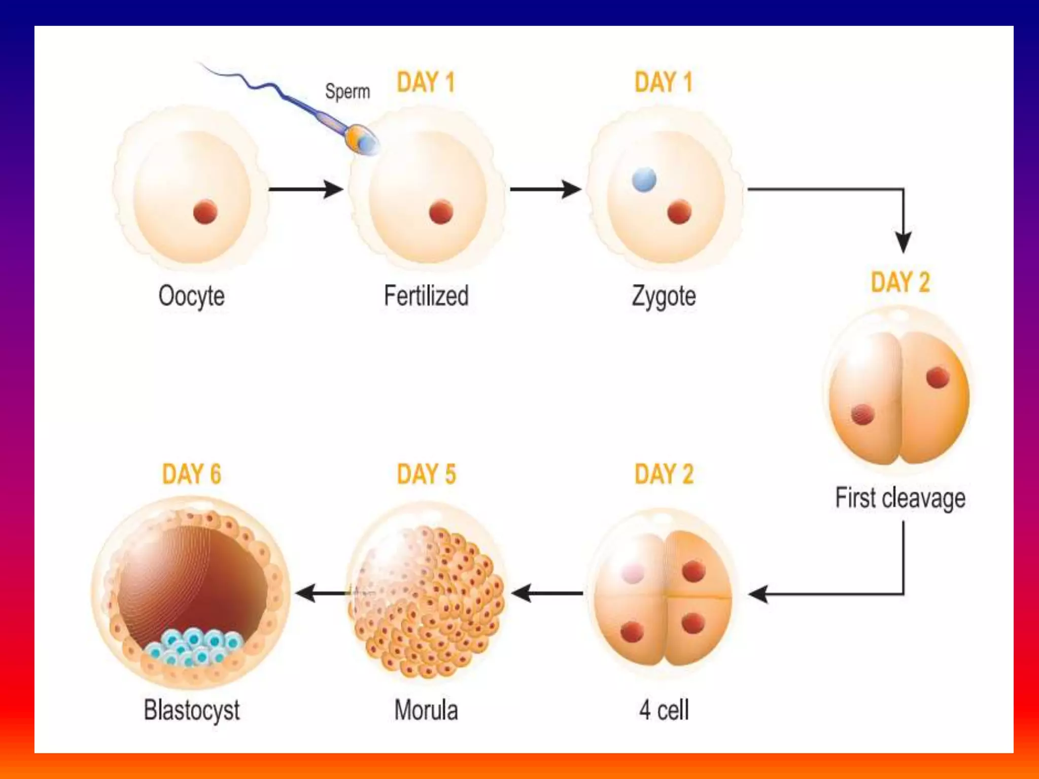 Fertilisation in human Being | PPTX