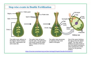 https://courses.lumenlearning.com/wm-biology2/chapter/double-fertilization/
Step wise events in Double Fertilization
 