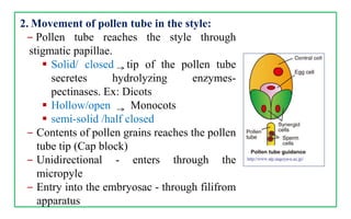 2. Movement of pollen tube in the style:
‒ Pollen tube reaches the style through
stigmatic papillae.
 Solid/ closed tip of the pollen tube
secretes hydrolyzing enzymes-
pectinases. Ex: Dicots
 Hollow/open Monocots
 semi-solid /half closed
‒ Contents of pollen grains reaches the pollen
tube tip (Cap block)
‒ Unidirectional - enters through the
micropyle
‒ Entry into the embryosac - through filifrom
apparatus
 