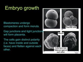 Blastomeres undergo compaction and form morula. Gap junctions and tight junctions will form placenta.  The cells gain distinct polarity (i.e. have inside and outside faces) and flatten against each other.  Embryo growth 