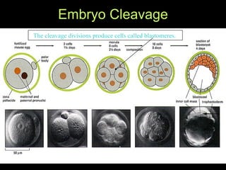 Embryo Cleavage The cleavage divisions produce cells called blastomeres.   