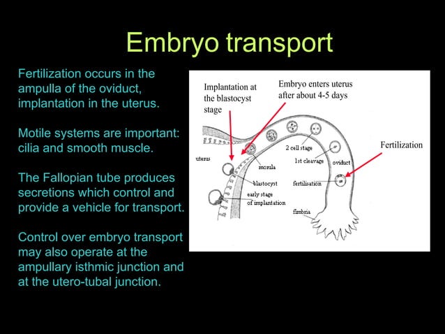 Fertility Options: IVF Overview | PPT