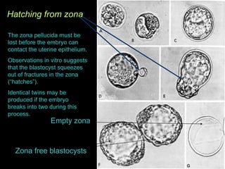 Hatching from zona The zona pellucida must be lost before the embryo can contact the uterine epithelium. Observations in vitro suggests that the blastocyst squeezes out of fractures in the zona (“hatches”). Identical twins may be produced if the embryo breaks into two during this process. Empty zona Zona free blastocysts 