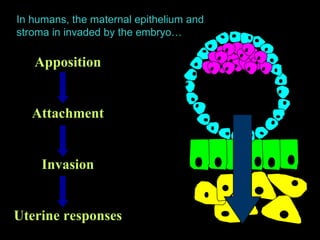 Apposition Attachment Invasion Uterine responses In humans, the maternal epithelium and stroma in invaded by the embryo… 