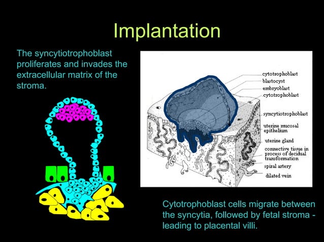 Fertility Options: IVF Overview | PPT