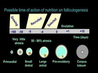-50 -4 +10 -9 +1 -180 Time (days) 0 Very  little  atresia Ovulation Corpus luteum   Large   antral   Recruited Growing 50   - 80%   atresia Primordial   Small Antral Pre-ovulatory Possible time of action of nutrition on folliculogenesis Selected 