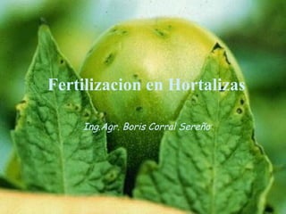 Fertilizacion en Hortalizas
Ing.Agr. Boris Corral Sereño
 