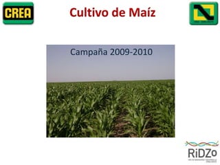 Cultivo de Maíz Campaña 2009-2010 