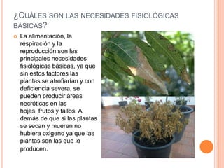 ¿CUÁLES SON LAS NECESIDADES FISIOLÓGICAS
BÁSICAS?
 La alimentación, la
respiración y la
reproducción son las
principales necesidades
fisiológicas básicas, ya que
sin estos factores las
plantas se atrofiarían y con
deficiencia severa, se
pueden producir áreas
necróticas en las
hojas, frutos y tallos. A
demás de que si las plantas
se secan y mueren no
hubiera oxigeno ya que las
plantas son las que lo
producen.
 