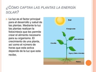 ¿CÓMO CAPTAN LAS PLANTAS LA ENERGÍA
SOLAR?
 La luz es el factor principal
para el desarrollo y salud de
las plantas. Mediante la luz
las plantas realizan la
fotosíntesis que les permite
crear el alimento necesario
para su organismo. El
crecimiento de una planta,
así como el número de
horas que esta activa
depende de la luz que esta
recibe.
 