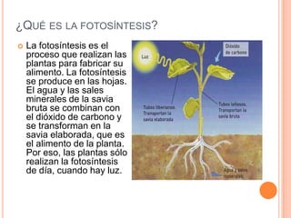 ¿QUÉ ES LA FOTOSÍNTESIS?
 La fotosíntesis es el
proceso que realizan las
plantas para fabricar su
alimento. La fotosíntesis
se produce en las hojas.
El agua y las sales
minerales de la savia
bruta se combinan con
el dióxido de carbono y
se transforman en la
savia elaborada, que es
el alimento de la planta.
Por eso, las plantas sólo
realizan la fotosíntesis
de día, cuando hay luz.
 
