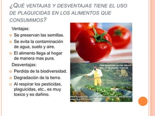 ¿QUÉ VENTAJAS Y DESVENTAJAS TIENE EL USO
DE PLAGUICIDAS EN LOS ALIMENTOS QUE
CONSUMIMOS?
Ventajas:
 Se preservan las semillas.
 Se evita la contaminación
de agua, suelo y aire.
 El alimento llega al hogar
de manera mas pura.
Desventajas:
 Perdida de la biodiversidad.
 Degradación de la tierra.
 Al respirar los pesticidas,
plaguicidas, etc., es muy
toxico y es dañino.
 